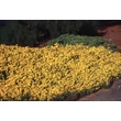 Kép 5/6 - Genista pilosa 'Yellow Spreader' – Rekettye
