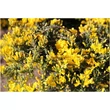 Kép 6/6 - Genista pilosa 'Yellow Spreader' – Rekettye