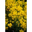 Kép 3/4 - Genista lydia – Sárgavirágú rekettye