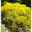 Kép 2/6 - Genista pilosa 'Goldilocks' – Rekettye
