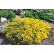 Kép 3/6 - Genista pilosa 'Goldilocks' – Rekettye
