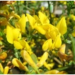 Kép 6/6 - Genista pilosa 'Goldilocks' – Rekettye