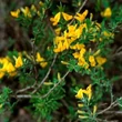 Kép 1/6 - Genista pilosa 'Goldilocks' – Rekettye