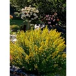 Kép 5/6 - Genista tinctoria 'Royal Gold' – Festő rekettye