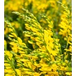 Kép 3/6 - Genista tinctoria 'Royal Gold' – Festő rekettye