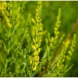 Kép 4/6 - Genista tinctoria 'Royal Gold' – Festő rekettye