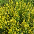 Kép 1/6 - Genista tinctoria 'Royal Gold' – Festő rekettye