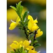 Kép 4/6 - Genista pilosa 'Yellow Spreader' – Rekettye