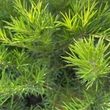 Kép 4/5 - Grevillea juniperina – Pókvirág, selyemtölgy