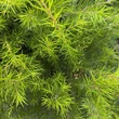 Kép 5/5 - Grevillea juniperina – Pókvirág, selyemtölgy