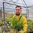 Kép 2/5 - Grevillea juniperina – Pókvirág, selyemtölgy