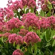 Kép 2/2 - Heptacodium miconioides 'Temple of Bloom' – Hétfiúvirágcserje