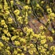 Kép 2/2 - Lindera benzoin