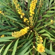Kép 1/4 - Mahonia 'Sweet Winter'® – Mahónia