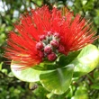 Kép 2/2 - Metrosideros excelsa – Új-zélandi karácsonyfa