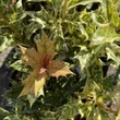 Kép 2/5 - Osmanthus heterophyllus 'Goshiki' – Tarkalevelű illatvirág