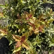 Kép 3/5 - Osmanthus heterophyllus 'Goshiki' – Tarkalevelű illatvirág