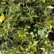 Kép 5/5 - Osmanthus heterophyllus 'Goshiki' – Tarkalevelű illatvirág