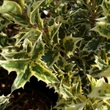 Kép 2/3 - Osmanthus heterophyllus 'Variegatus' – Illatvirág