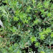 Kép 2/2 - Pernettya mucronata (syn.: Gaultheria mucronata) – Mirtuszhanga (porzós)