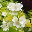 Kép 1/2 - Philadelphus coronarius 'Aureus' – Aranylombú közönséges jezsámen