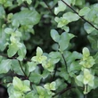 Kép 2/2 - Pittosporum tenuifolium 'Wrinkled Blue' – Enyvesmag