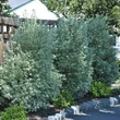 Kép 1/2 - Pittosporum tenuifolium 'Wrinkled Blue' – Enyvesmag