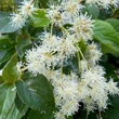 Kép 1/5 - Schizophragma integrifolium i.v.f. 'Windmills'® – Kínai kúszóhortenzia