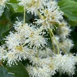 Kép 2/5 - Schizophragma integrifolium i.v.f. 'Windmills'® – Kínai kúszóhortenzia