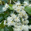 Kép 3/5 - Schizophragma integrifolium i.v.f. 'Windmills'® – Kínai kúszóhortenzia