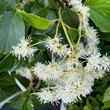 Kép 4/5 - Schizophragma integrifolium i.v.f. 'Windmills'® – Kínai kúszóhortenzia