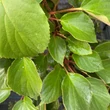 Kép 5/5 - Schizophragma integrifolium i.v.f. 'Windmills'® – Kínai kúszóhortenzia