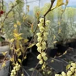Kép 2/4 - Stachyurus chinensis 'Joy Forever' – Kínai zászlóvirág