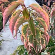 Kép 3/4 - Stachyurus chinensis 'Joy Forever' – Kínai zászlóvirág