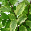 Kép 4/4 - Stachyurus chinensis 'Joy Forever' – Kínai zászlóvirág