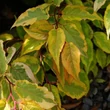 Kép 1/4 - Stachyurus chinensis 'Joy Forever' – Kínai zászlóvirág