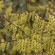 Kép 1/2 - Stachyurus praecox