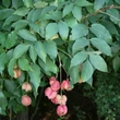 Kép 1/3 - Staphylea pinnata – Mogyorós hólyagfa