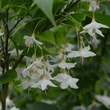 Kép 1/2 - Styrax japonicus 'June Snow' – Japán hóvirágfa