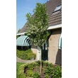 Kép 2/2 - Styrax japonicus 'June Snow' – Japán hóvirágfa