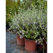 Kép 3/4 - Teucrium fruticans – Cserjés gamandor - képek rendelés vásárlás a Megyeri Szabolcs Kertészeti webáruházban.