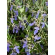 Kép 1/4 - Teucrium fruticans – Cserjés gamandor