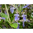 Kép 2/4 - Teucrium fruticans – Cserjés gamandor - képek rendelés vásárlás a Megyeri Szabolcs Kertészeti webáruházban.