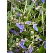 Kép 4/4 - Teucrium fruticans – Cserjés gamandor - képek rendelés vásárlás a Megyeri Szabolcs Kertészeti webáruházban.