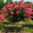 Kép 1/2 - Lagerstroemia hybrida 'Tuskegee' - Kínai selyemmirtusz