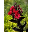 Kép 1/5 - Lagerstroemia indica BLACK DIAMONDS 'Best Red' – Kínai selyemmirtusz