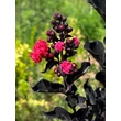 Kép 3/5 - Lagerstroemia indica 'Best Red' – Kínai selyemmirtusz - képek rendelés vásárlás a Megyeri Szabolcs Kertészeti webáruházban.