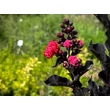 Kép 5/5 - Lagerstroemia indica 'Best Red' – Kínai selyemmirtusz - képek rendelés vásárlás a Megyeri Szabolcs Kertészeti webáruházban.