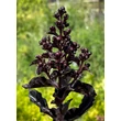 Kép 2/5 - Lagerstroemia indica 'Best Red' – Kínai selyemmirtusz - képek rendelés vásárlás a Megyeri Szabolcs Kertészeti webáruházban.