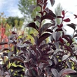 Kép 2/3 - Lagerstroemia indica BLACK DIAMONDS 'Purely Purple'® – Kínai selyemmirtusz